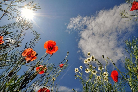 Reach for the Sky - sky, flowers, red, sun