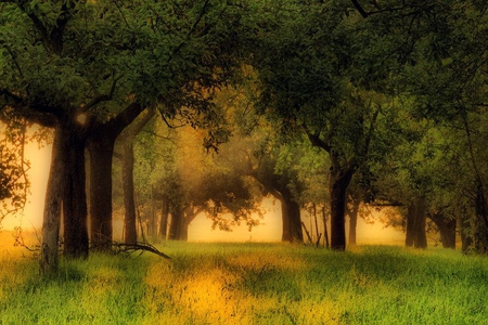 Going under the Trees - shade, grass, trees, sun