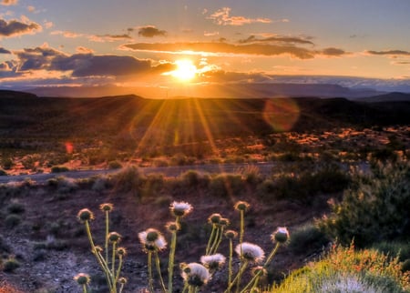 Beautiful Scenery - nature, beautiful, scenery, sunset, flowers