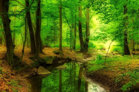 Stream Through the Forest - stream, water, forest, trees