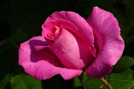 Shocking Pink Rose - leaves, petals, pink, rose