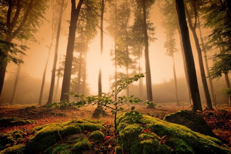 Beaming Through - leaves, trees, sun, light