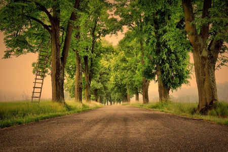 Tree Picking - leaves, ladder, trees, road