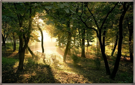 SUNLIGHT - trees, forest, nature, green