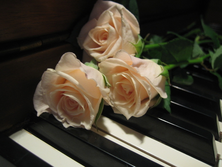 Ebony and Ivory - piano, roses, photography, music, flowers