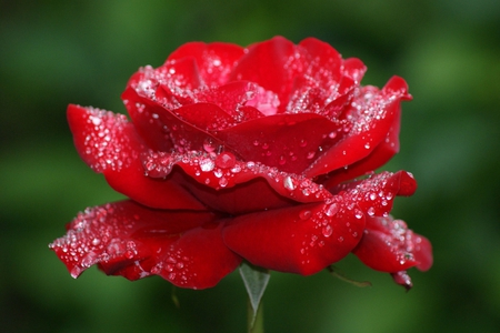 ROSE AFTER RAIN - nature, rose, flower, rain