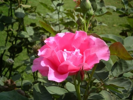 Rose - nature, flowers, rose, beautiful