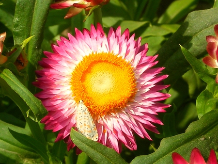 Beautiful flower and moth - flowers, flower and moth, nature, beautiful