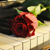 A Lonely Rose, A Silent Piano