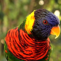 Colorful Bird