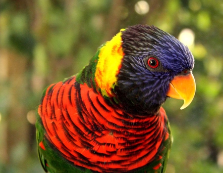 Colorful Bird - colorful, picture, bird, beautiful