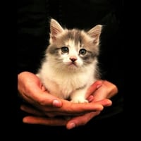 Kitten in Hands