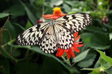 Black_and_White_Butterfly - picture, butterfly, black-and-white, beautiful