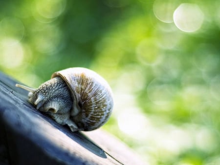 Shy Snail - picture, snail, cool, shy