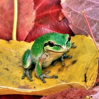 Green Frog