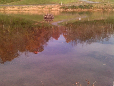 House on the Lake - sticks, trees, water, reflection