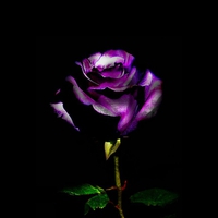 Purple-Rose