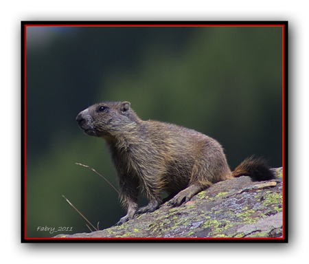 Marmot - animals, marmot, fields, nature, sun