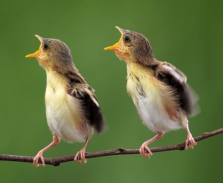 We want food... - food, birds, nature, animals