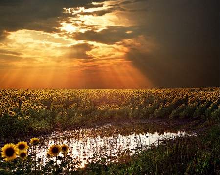 Field of Sunflowers