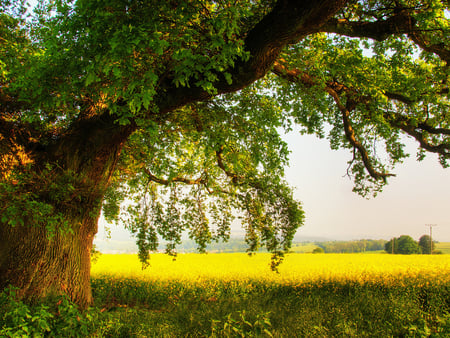 Tree - nature, green, tree, field, grass