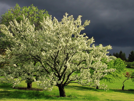 Nice trees - field, tree, nature, green, grass