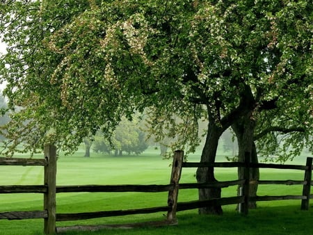 Nature is wonderful - nature, fence, green, tree, field, grass