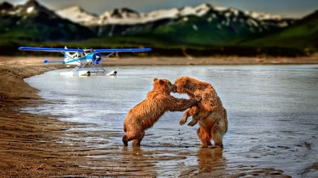 Not Without a License - bears, restraint, alaska, furry, seaplane, water, funny, mountains, holding back, big