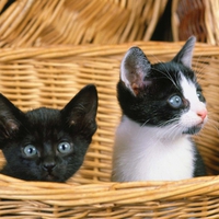 Cats in a basket.