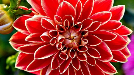 Red dahlia. - flower, petal, dahlia, red