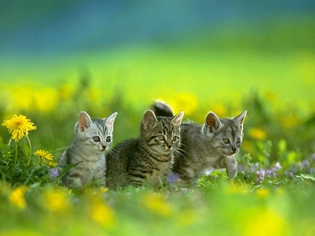 Cats - cats, animals, beautiful, other