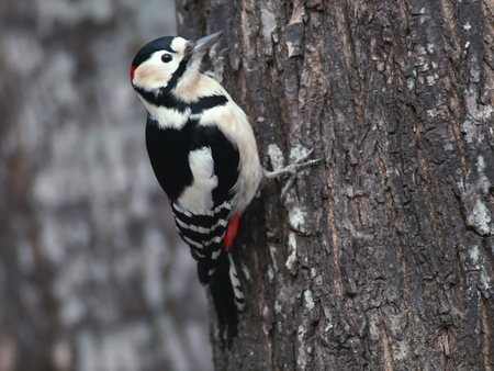 Woodpecker. - trunk, bird, woodpecker, tree