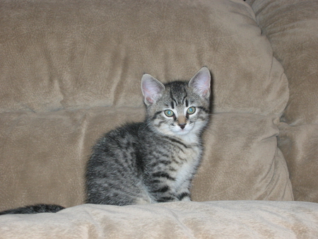 Cat Max little in 2004 - black, little max, grey, white, photography, cat