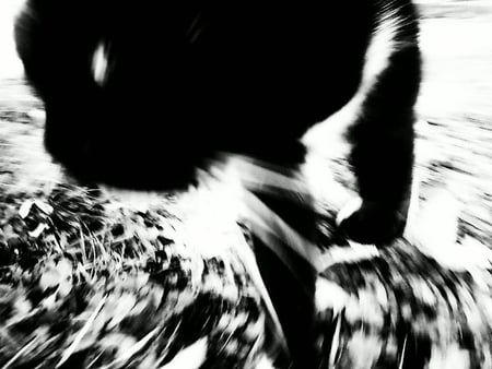 Cat on the move! - black and white, swirl, photograpghy, cat