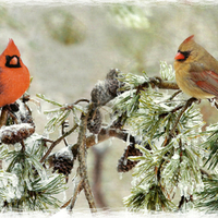 Northern Cardinals - Birds F2