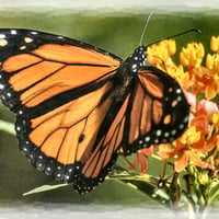 Shades of Orange - Butterfly 