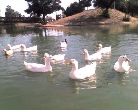 HUNGRY DUCKS - white, lake, ducks, water, park, hungry, bird