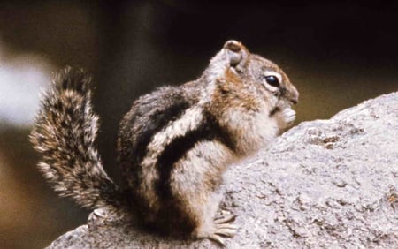 GROUND SQUIRREL