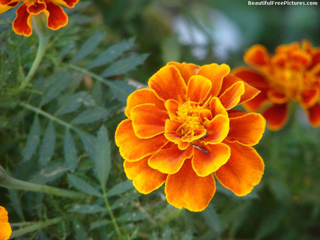 BEAUTIFUL MARIGOLD - beauty, marigold, flower, yellow