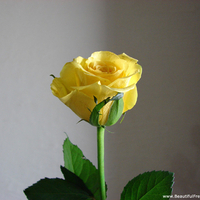 SINGLE YELLOW ROSE FOR CAROL,