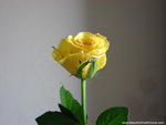 SINGLE YELLOW ROSE FOR CAROL,