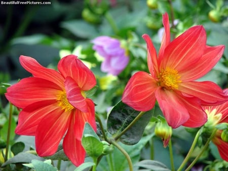 BEAUTY - red, flower, beauty, plant