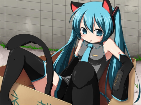 Neko Miku - tie, pretty, artistic, twin tail, uniform, cat ears, nice, program, leggings, neko, hot, thighhighs, beauty, virtual, cg, white, green, cute, aqua eyes, song, outfit, sexy, detached sleeves, vocaloid, anime, blue, twintail, nekomimi, hatsune miku, tail, music, aqua, stockings, art, idol, anime girl, skirt, beautiful, cat tail, singer, girl, blush, cool, cat, street, black, miku, awesome, diva, digital, aqua hair, thigh highs, hatsune, vocaloids