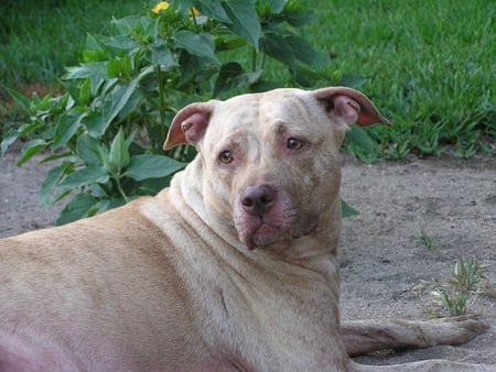 DID YOU HEAR THAT - pit bull, american, canine, cute, dog