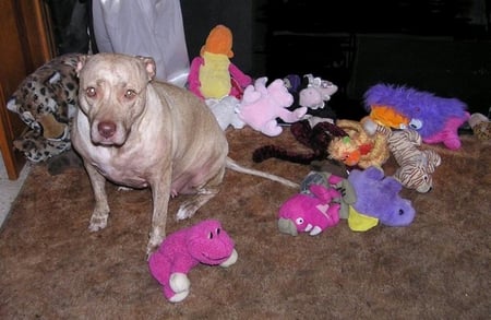 SOME OF MY TOYS - pit bull, toys, dog, american, canine