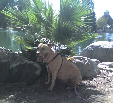 RESTING IN THE SHADE - pit bull, dog, american, resting, canine