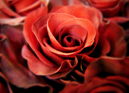 Red rose - flowers, nature, red, rose, beauty