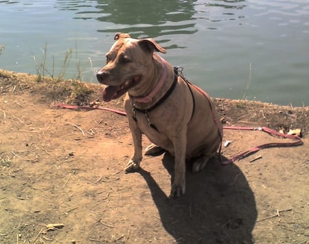 AT THE PARK - pit bull, american, canine, dog, park