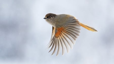 Beautiful Wings - flying, tiny, beautiful, wings, bird