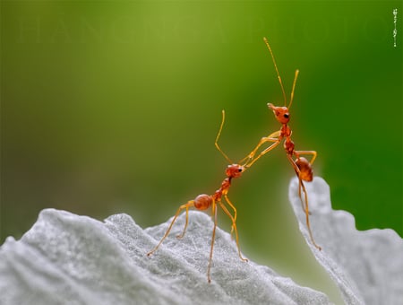 Ant Talk - ants, green background, talk, macro, insect